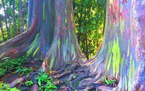 rainbow eucalyptus trees are unreally