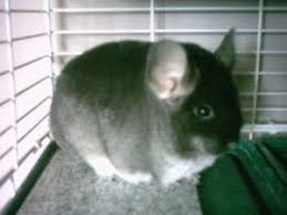 how to build a chinchilla cage make a