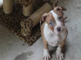 How often are puppies dewormed? Best Dewormer For Pitbull Dogs Puppies And Adult American Bully Daily