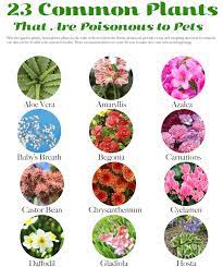 23 common plants poisonous to pets
