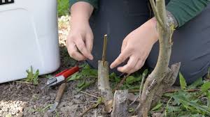The Simple Art Of Grafting Fruit Trees
