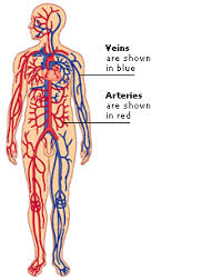 dk human body circulation
