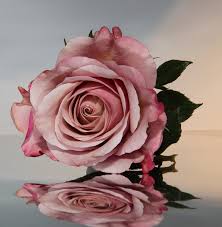 pink rose photos in jpg format free