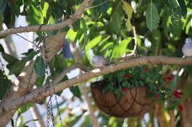 Birds Out Of Your Hanging Baskets