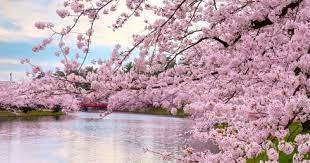 Sakura, spectacolul cireșilor înfloriți din Japonia: Imagini desprinse parcă din Rai