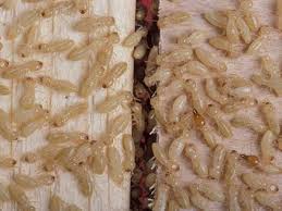 so you think you have termites how to