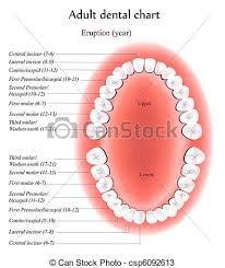 Adult Dental Chart