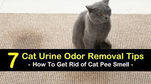 7 simple ways to get rid of cat smell