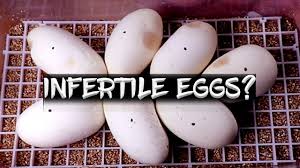 update on my infertile eggs are