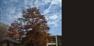 To do that you will need to take a course in arboriculture. Tree Service Austin Arborist