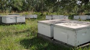 why florida s bees are starving cnn