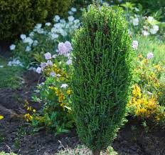 Evergreen Shrubs For Small Gardens