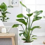 Image result for strelitzia