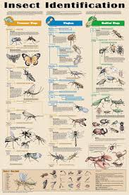 Insect Identification Poster Science Posters Pictures