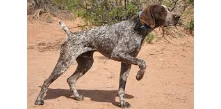 German shorthaired pointers are affectionate, intelligent and cooperative dogs that love to retrieve. German Shorthaired Pointers