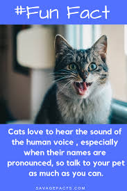 The american veterinary dental society states that 80% of dogs and 70% of cats show signs of oral disease by age 3. Amazing Facts About Cats That You Didn T Know Cat Facts Fun Facts Some Amazing Facts