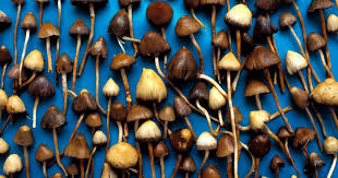 The Best Magic Mushrooms Trufflemagic Fresh Truffles