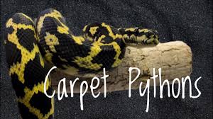species spotlight carpet pythons you