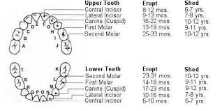 Primary Tooth Eruption Chart