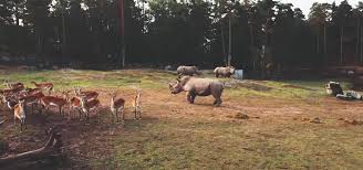 Vilka djur finns på Kolmårdens djurpark?