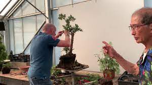 making bonsai from juniper squamata 1 2