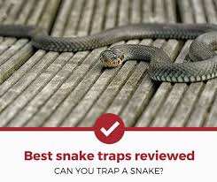 Top 4 Best Snake Traps To Now