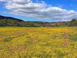 Palos verdes florist is located in rancho palos verdes city of california state. 20 Places To See Wildflowers Near Los Angeles Updated For 2021 Socal Field Trips