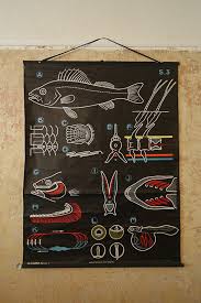 Original Zoological Vintage French School Chalk Wall Chart