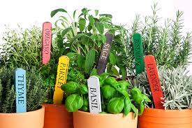 Container Herb Gardening Made Easy