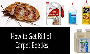 how to get rid of carpet beetles top