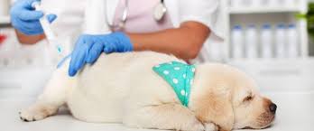 To learn more about our other treatments or to get a specific quote from us, just contact a location near you. Puppy Vaccination Faqs And The Answers You Need To Know