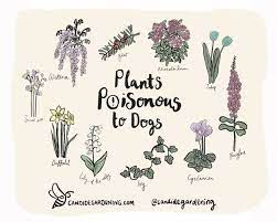 Plants Poisonous To Dogs And What To Do