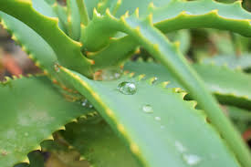 The Environment Needed For Aloe Vera Plants To Survive
