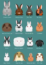 Rabbits Breeds Chart Stock Vector Illustration Of Fluffy