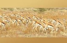 Image result for How Much Is A Springbok In south Africa