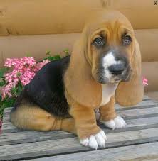 We are a small home and have only 7 basset hound puppies for sale,. Colorado Basset Hound Puppies