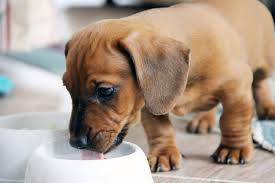 comer a un cachorro de 2 meses