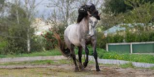 horse coat colors equi equestrian