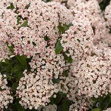 Check spelling or type a new query. Sweetly Scented Shrubs Zones 4 7