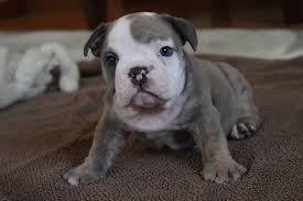 Lilac & blue english bulldog pups. Blue Brindle Tri English Bulldog Puppy For Sale