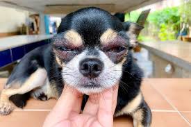 dog s face swollen our vet explains