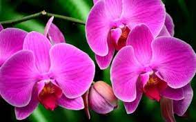 orchid hd wallpapers background images
