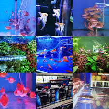 Kmi adalah toko yng menyediakan berbagai akuarium dan ikan hias. Miri Aquarium Fish Shop Beautiful Fishes World In Miri City Miri City Sharing