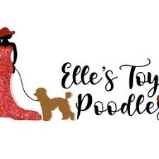 top 10 best toy poodle in houston tx