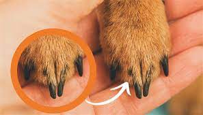is your dog s nail turning black