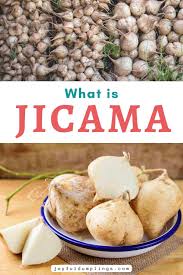 jicama the crunchy root vegetable