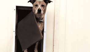 Pet Door Installation Affordable Pet