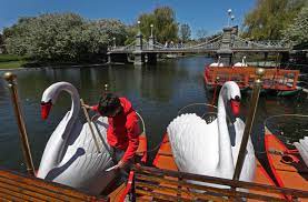 swan boats to return to boston public