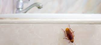 kill roaches in south africa