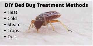 How To Get Rid Of Bed Bugs Lawnstarter